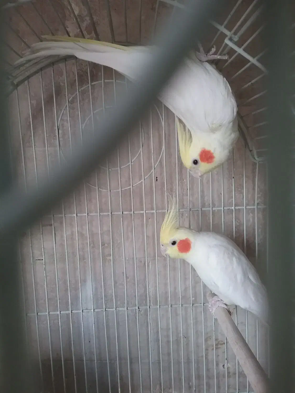 یک جفت لوتینو تخم گذار با باکوزه تخم گذاری|پرنده|کرج, فاز ۲ مهرشهر|دیوار