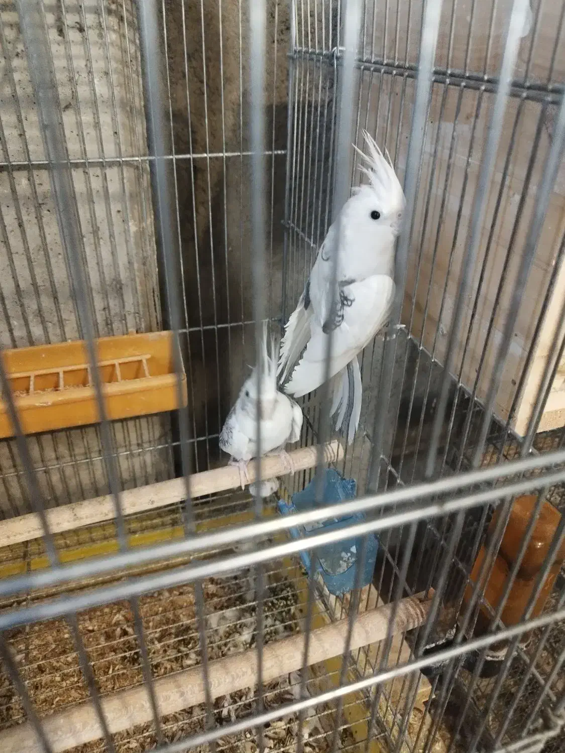 عروس هلندی مولد تظمینی|پرنده|شهرضا, |دیوار