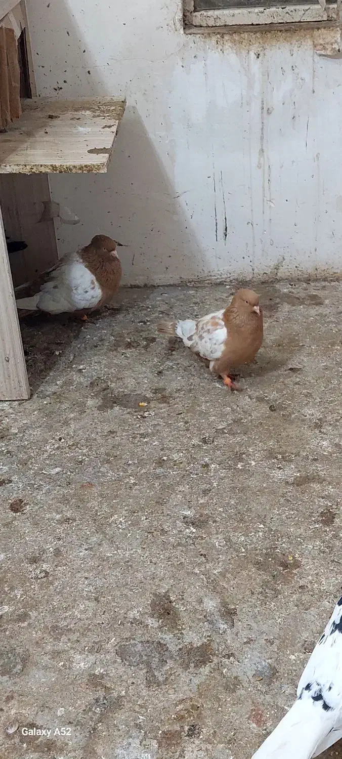 جفتگاه|پرنده|مشهد, خواجه ربیع|دیوار