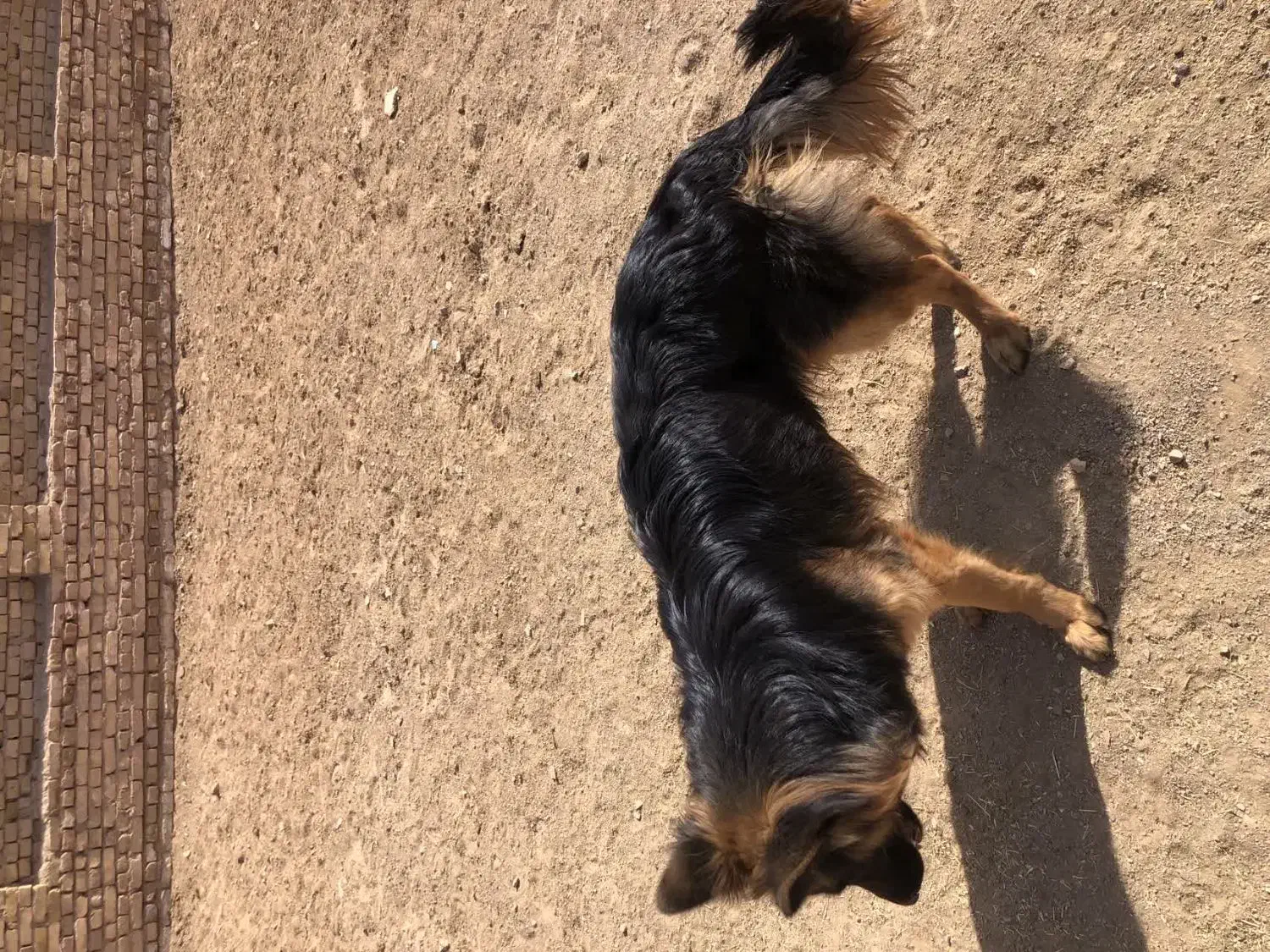 سگ ژرمن|سگ|یزد, |دیوار