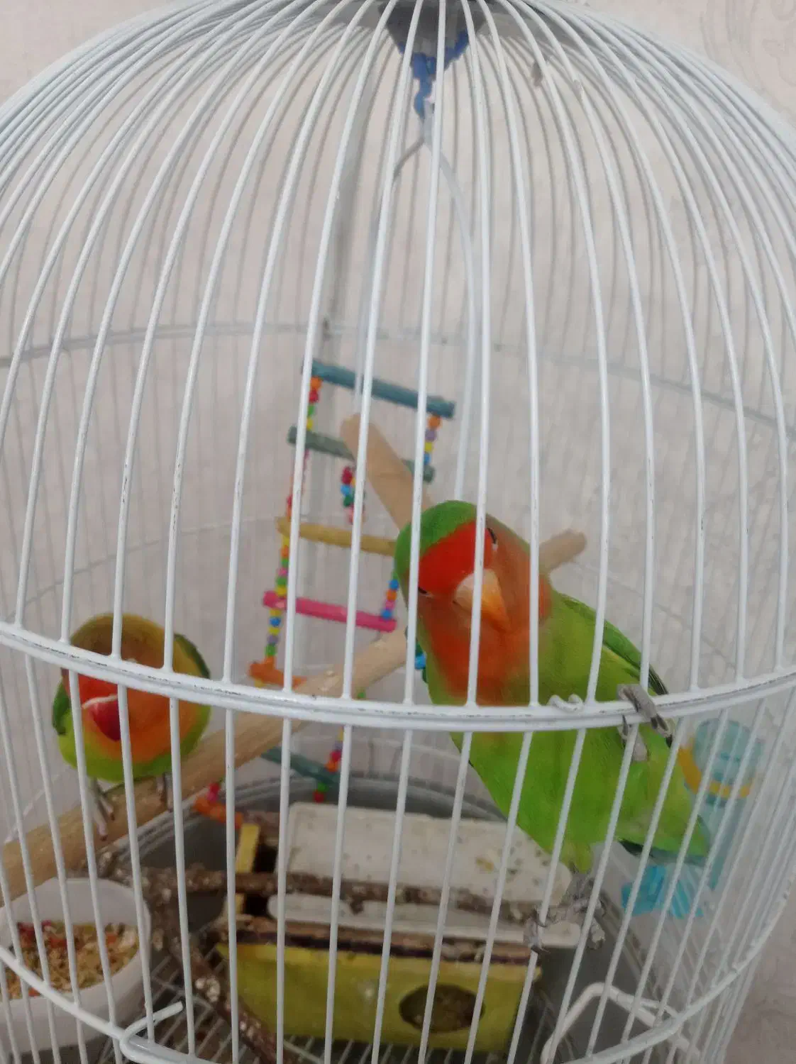 کوتوله برزیلی بسیار بازیگوش|پرنده|تبریز, |دیوار