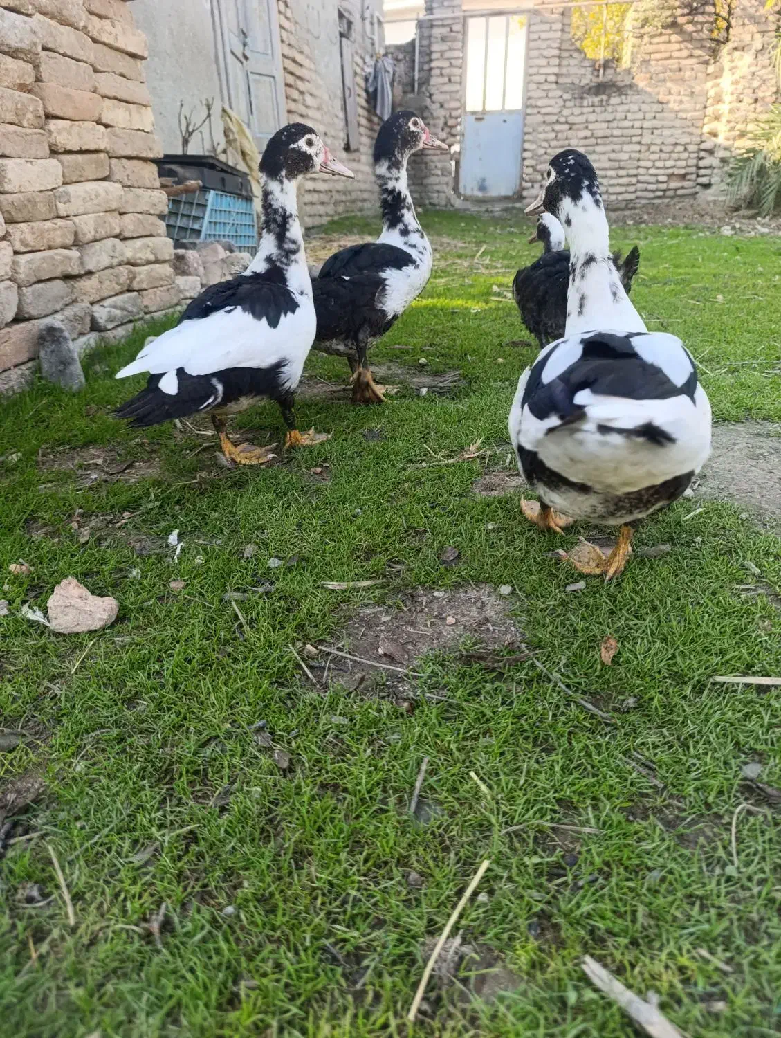 تخم غاز نطفه دارو اردک اسرائیلی|حیوانات مزرعه|سیمین شهر, |دیوار