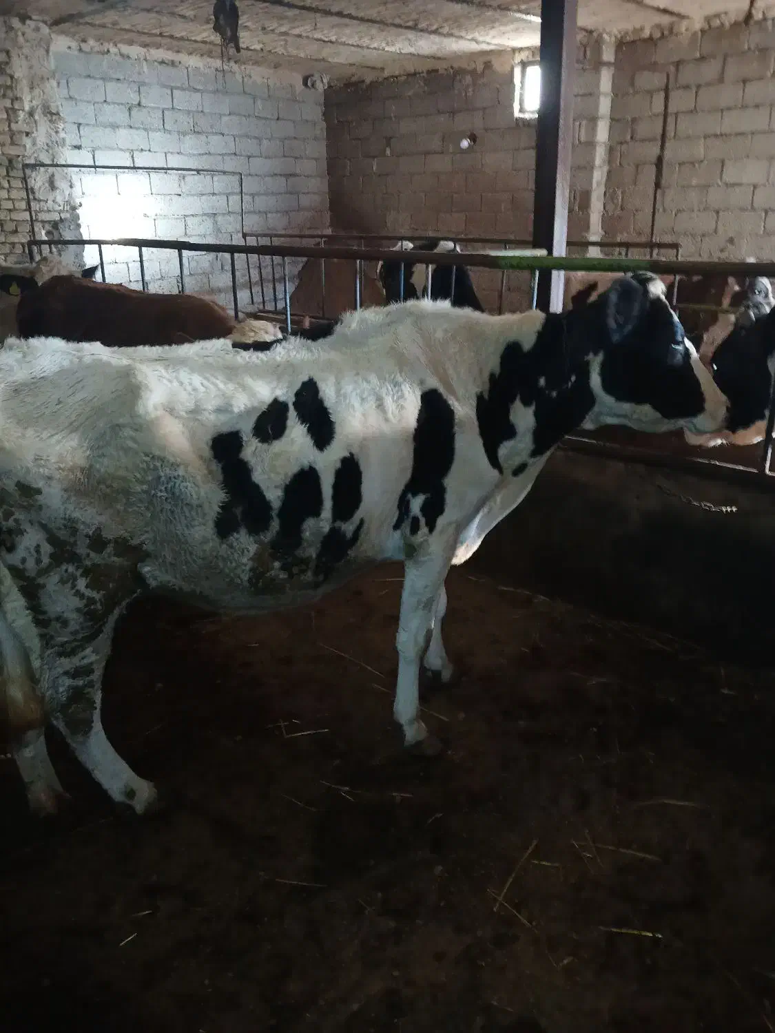 گاو شیری|حیوانات مزرعه|هیر, |دیوار