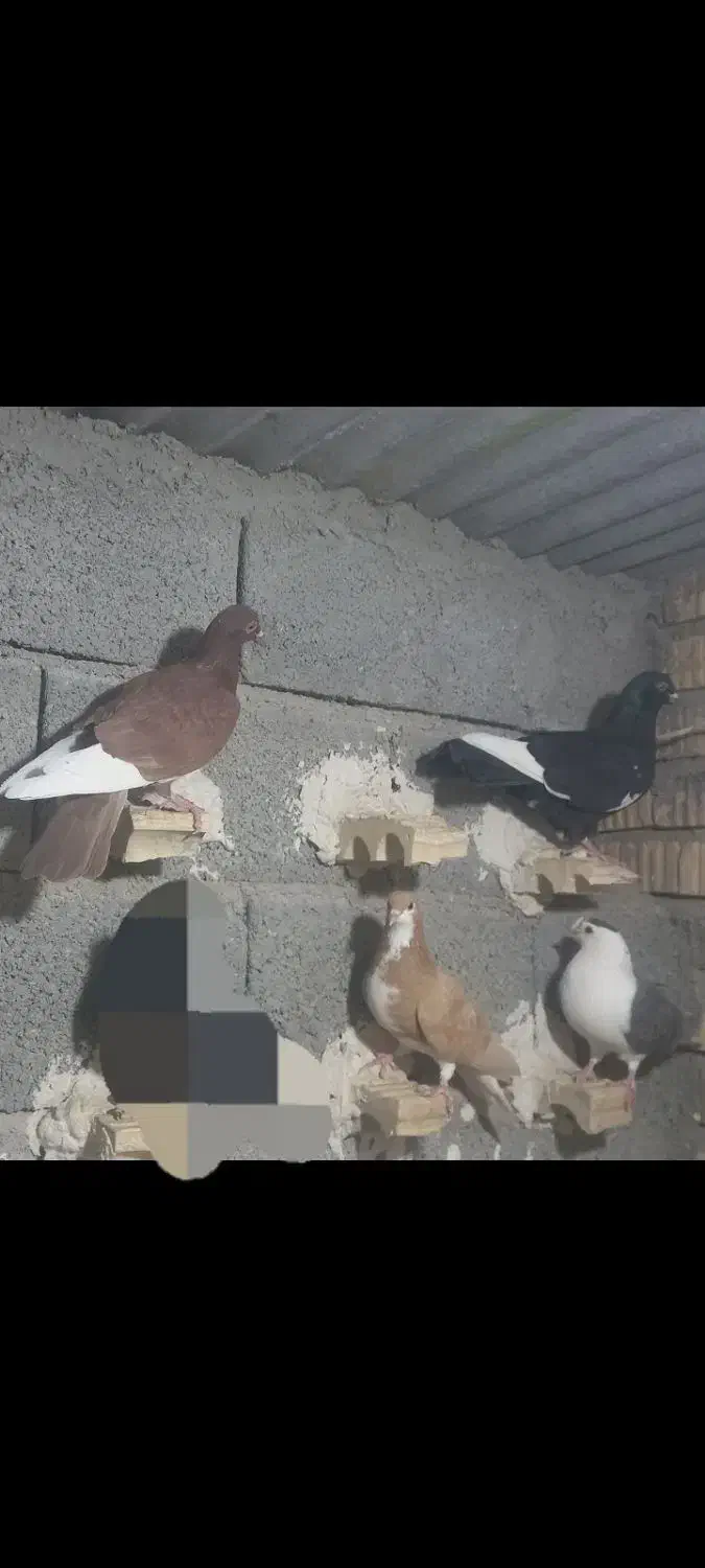 فروش ،قهره سیاه و سرخ|پرنده|داراب, |دیوار