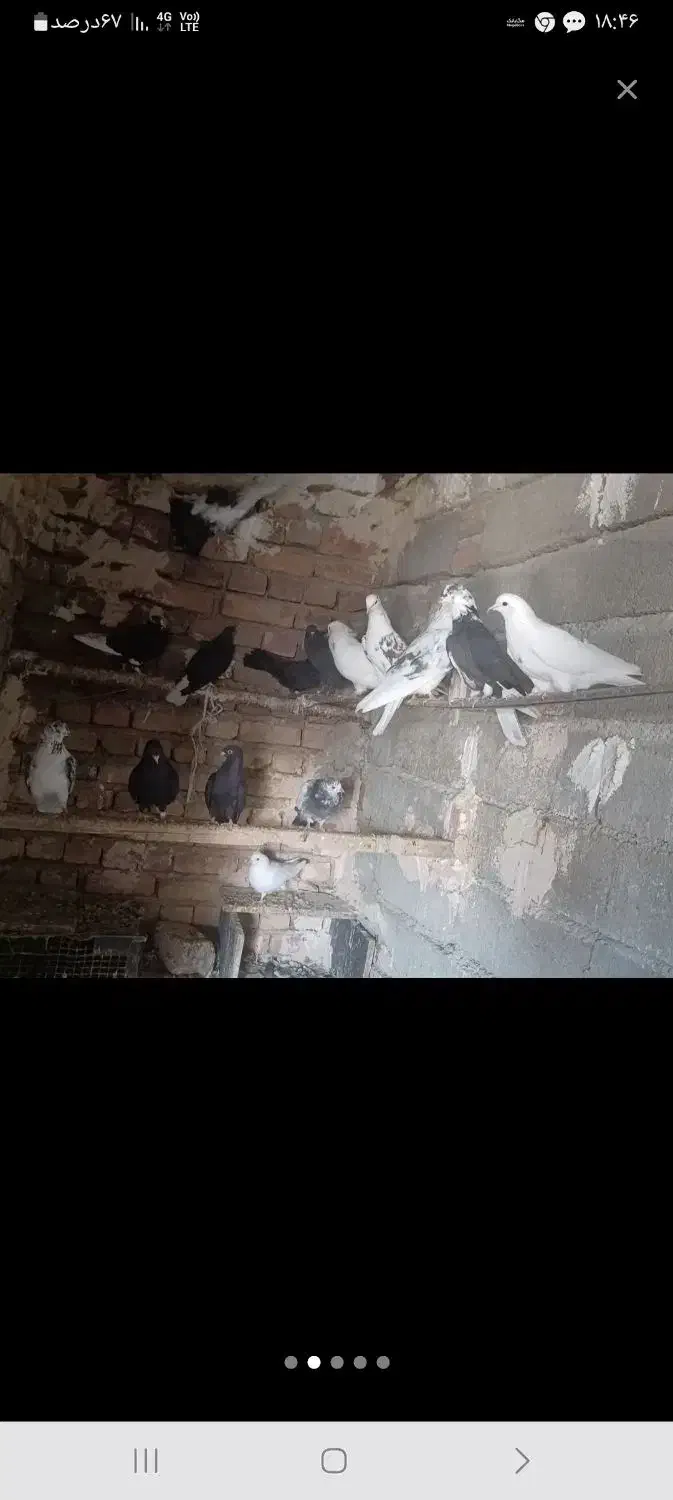 کبوترای پرشی بفروش میرسد|پرنده|سلماس, |دیوار