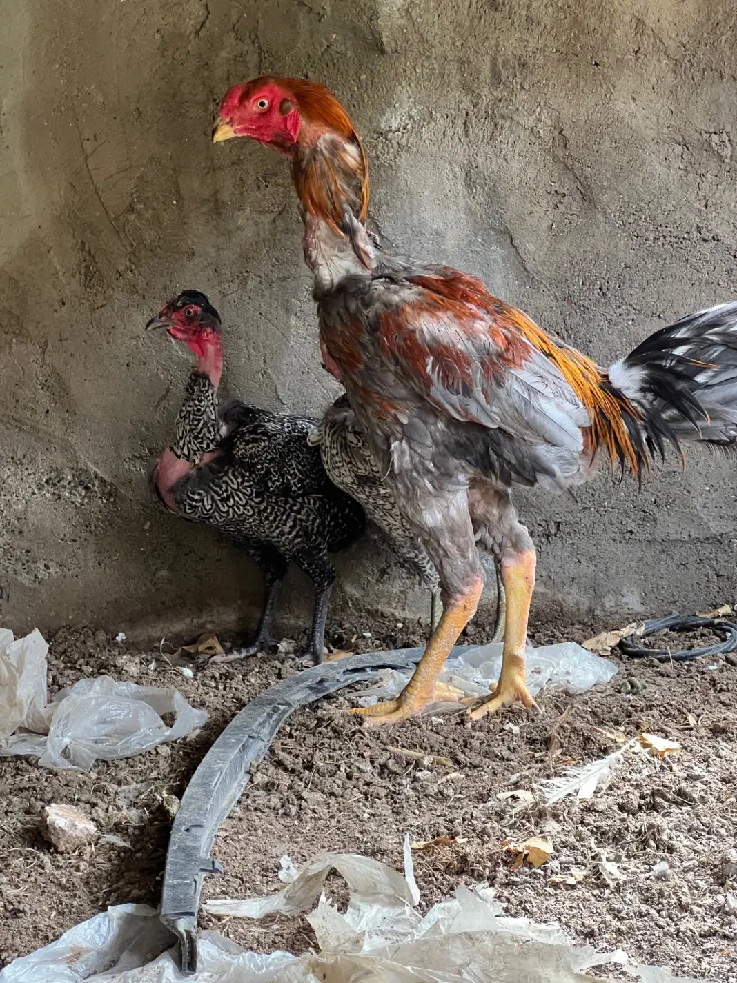 مرغ|حیوانات مزرعه|جیرفت, |دیوار