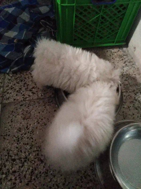 واگذاری سگ، سگ پشمالو|سگ|ماهدشت, |دیوار