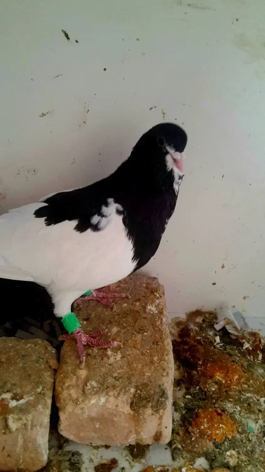 پ..اد|حراج|شیراز, محراب|دیوار