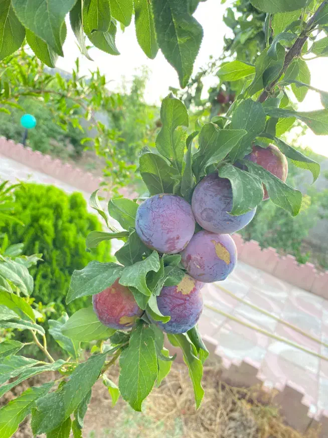 باغ ویلامعاوضه باخودرو|فروش خانه و ویلا|جوادآباد, |دیوار