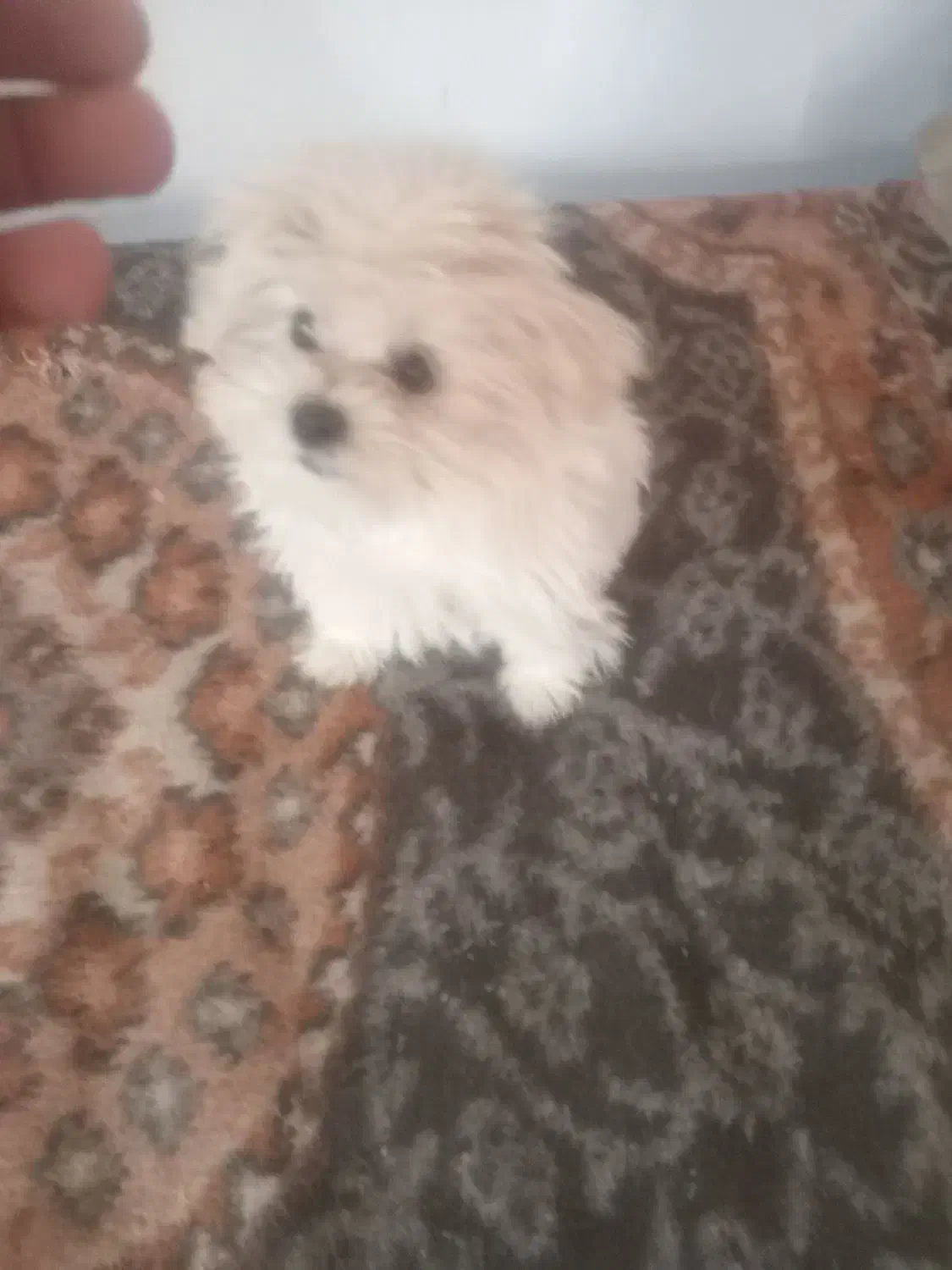 توله شیتزو|سگ|تبریز, |دیوار