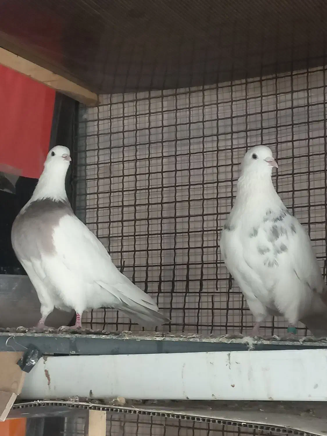 کبوتر طوقی|پرنده|تهران, قزل قلعه|دیوار