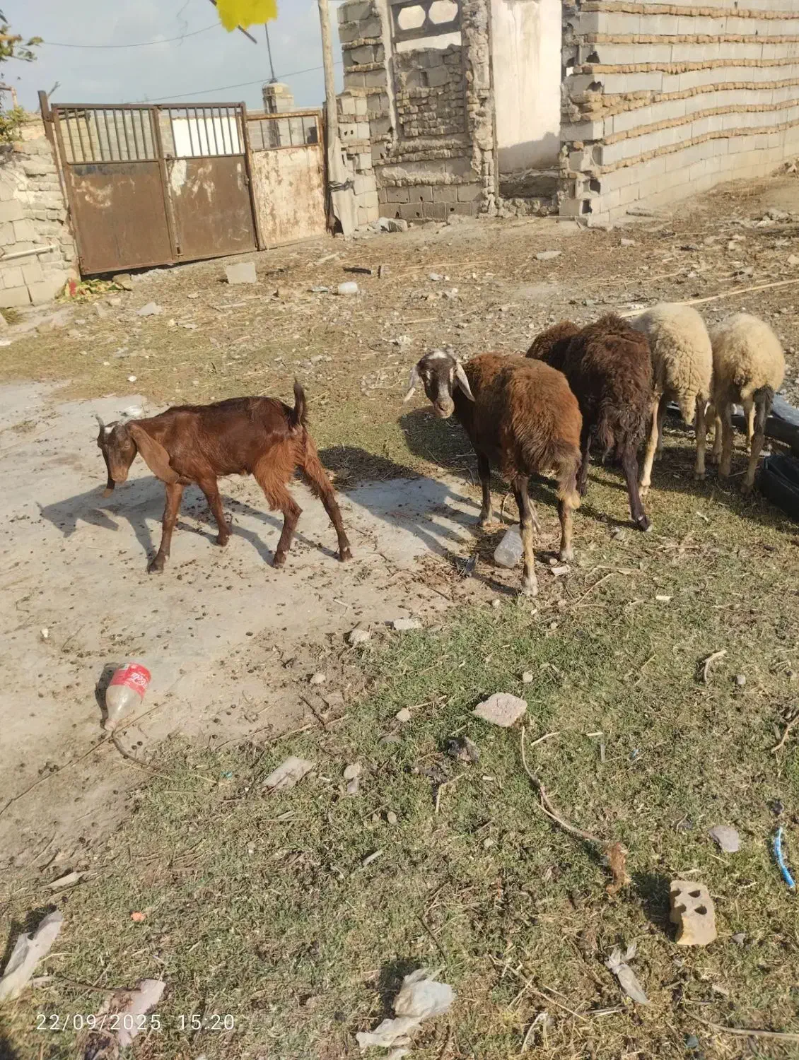 گوسفند ها گم شدن هرکس خبری دار یا چیزی لطفاًبگ|حیوانات|آزادشهر, |دیوار