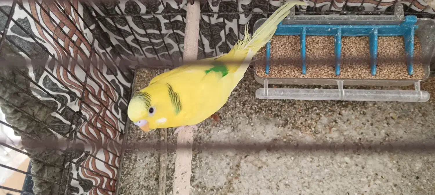 مرغ عشق نر|پرنده|فسا, |دیوار