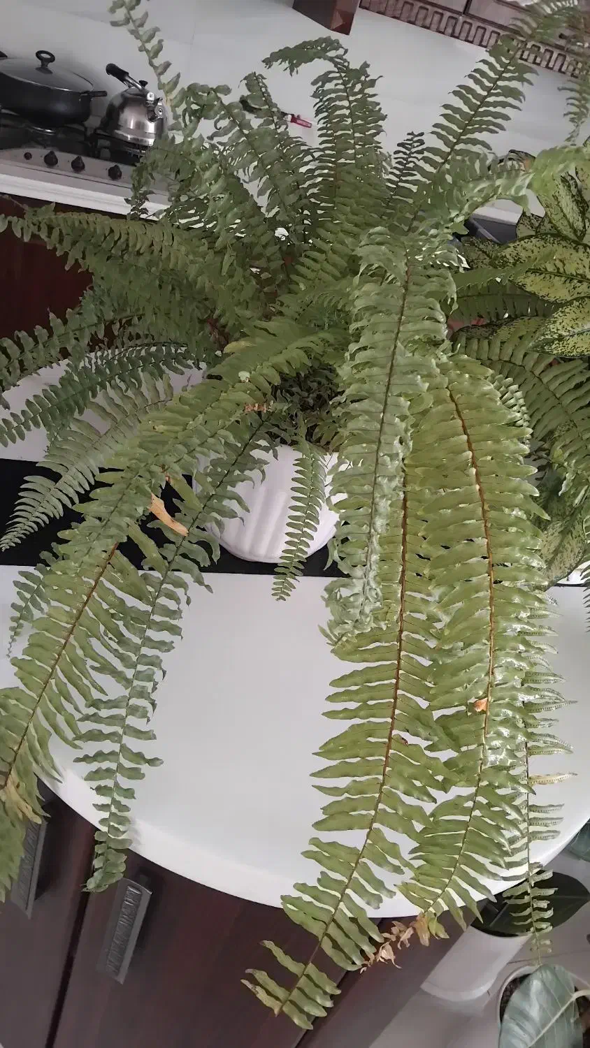 گل طبیعی|گل و گیاه طبیعی|چناران, |دیوار