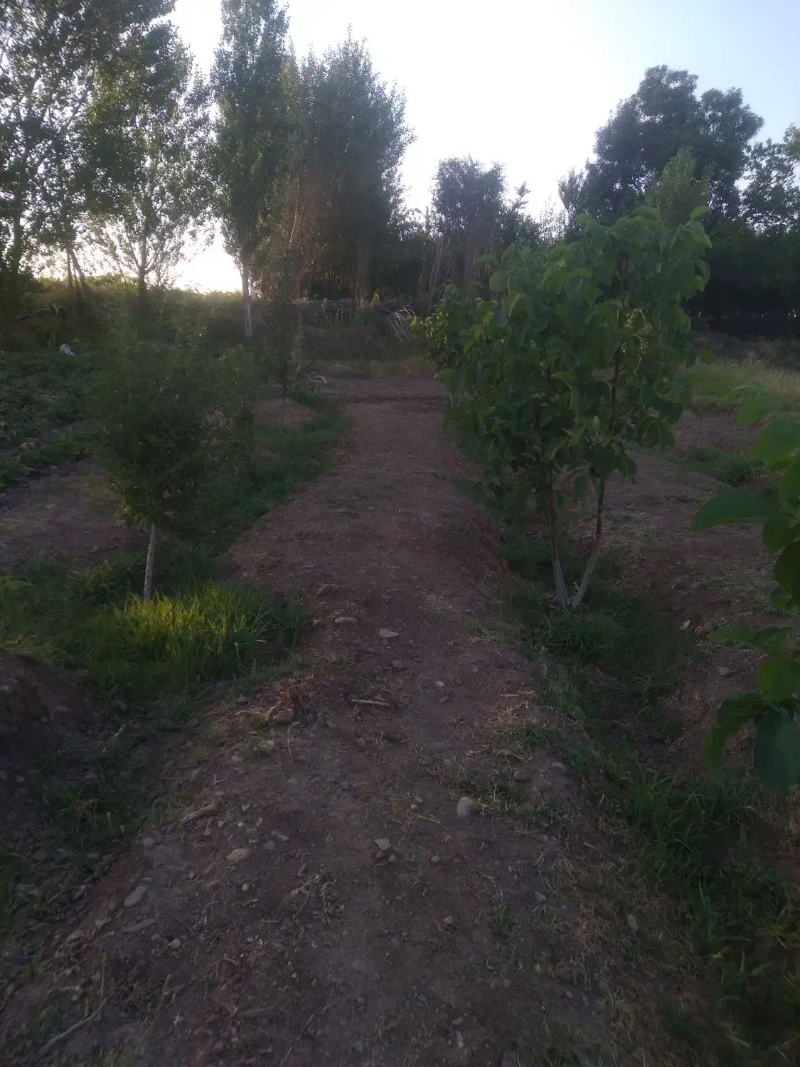 فروش باغ ۱۱۰۰متری روستای ینگجه|فروش زمین و ملک کلنگی|زنجان, |دیوار