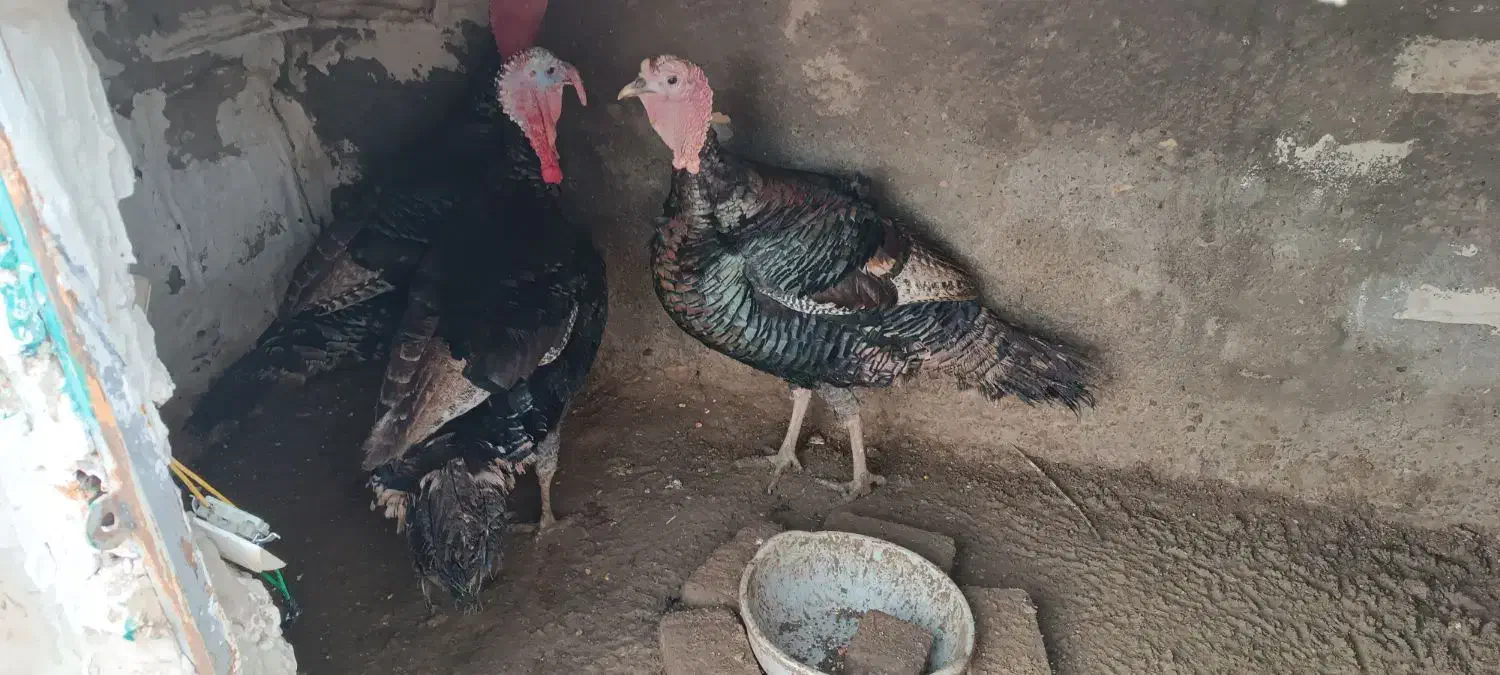 بوقلمون |حیوانات مزرعه|باسمنج, |دیوار