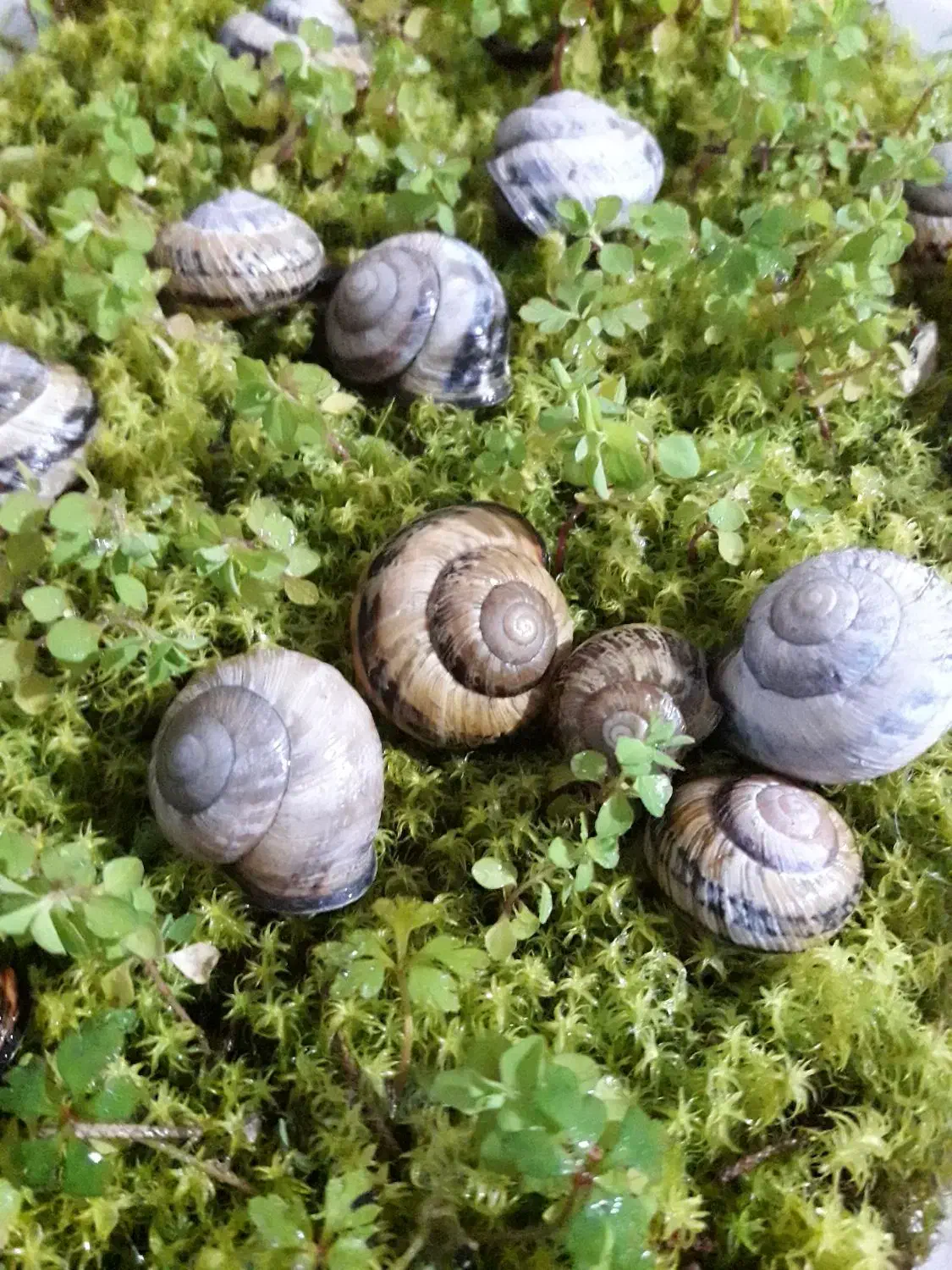 حلزون تراپی|خزنده|کرج, خرمدشت|دیوار