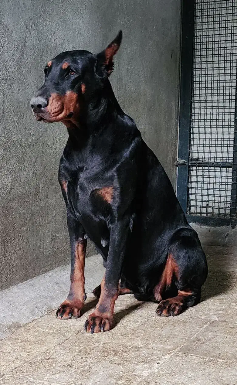 دابرمن پینچر|سگ|بومهن, |دیوار