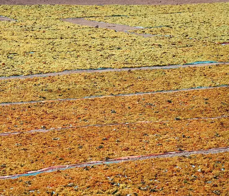 کشمش سبزه انگوری(دودی) و تیزآبی|حراج|ملایر, |دیوار