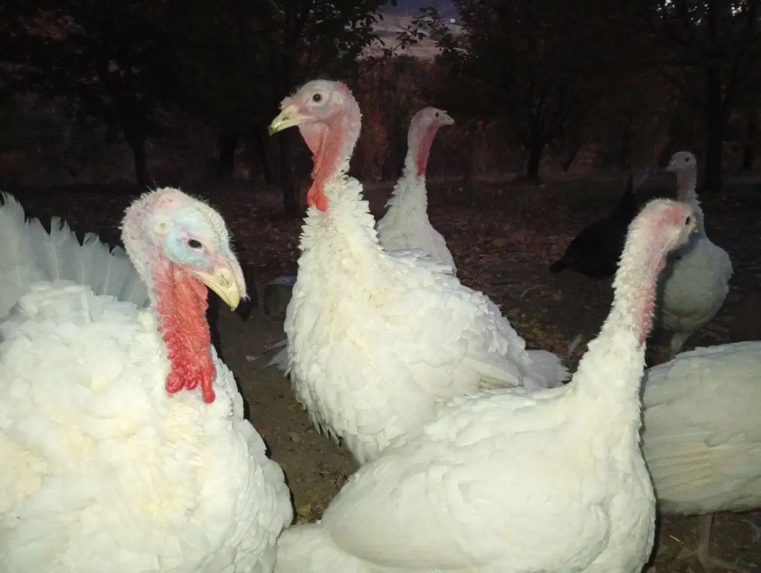 فروش بوقلمون|حیوانات مزرعه|سنندج, |دیوار