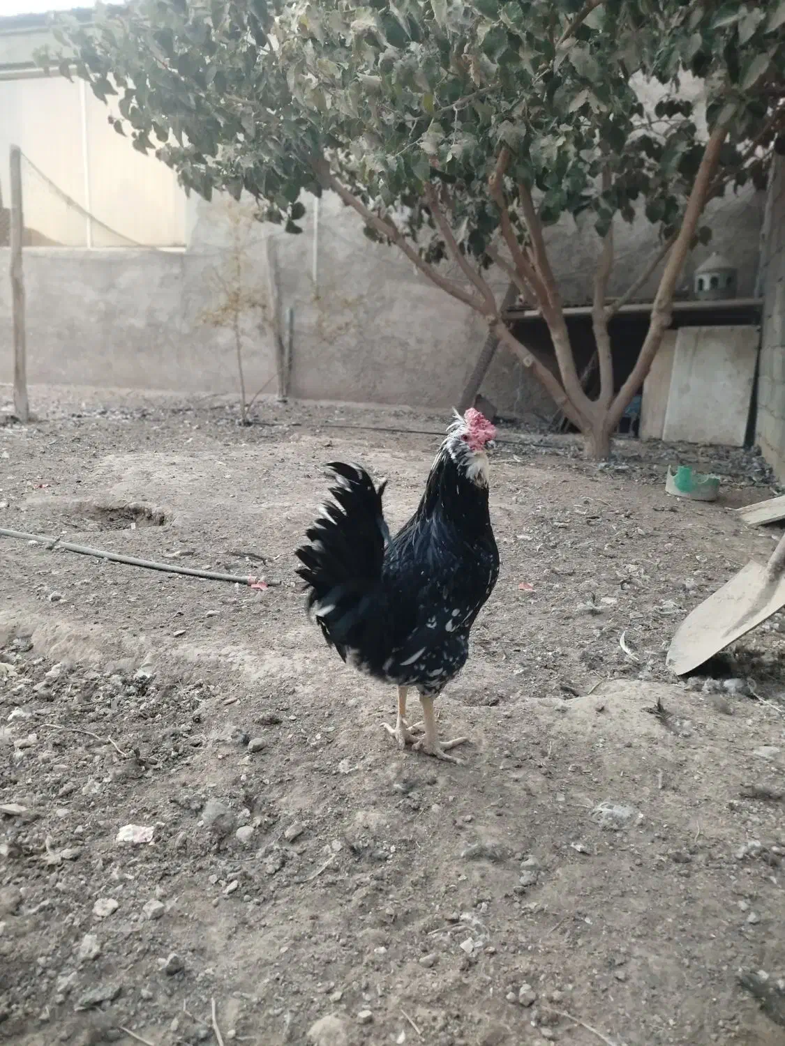 مرغ خروس گلین چهل تاج ریشو|حیوانات مزرعه|ری, علایین|دیوار