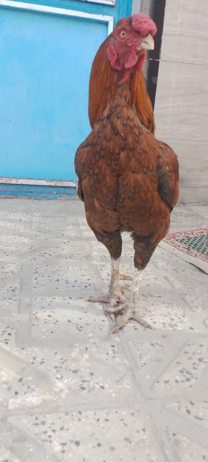 خروس لاری و خودمونی|حیوانات مزرعه|خاوه, |دیوار