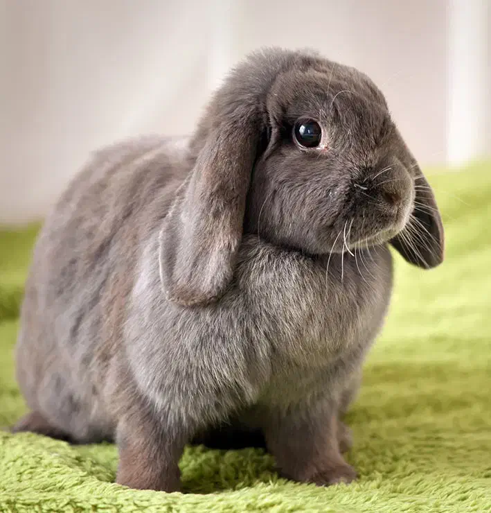 خرگوش لوپ|موش و خرگوش|یاسوج, |دیوار