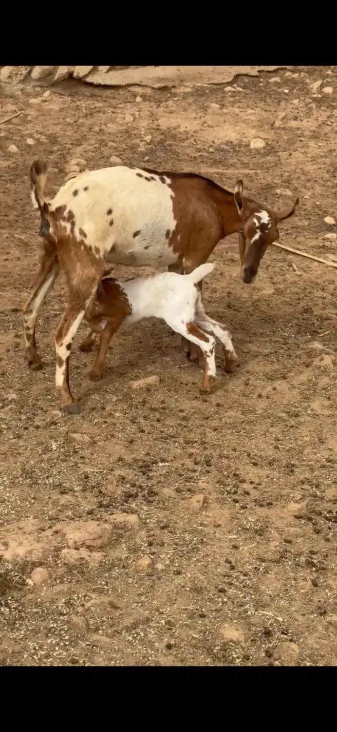 عربی بز|حیوانات مزرعه|کنگاور, |دیوار