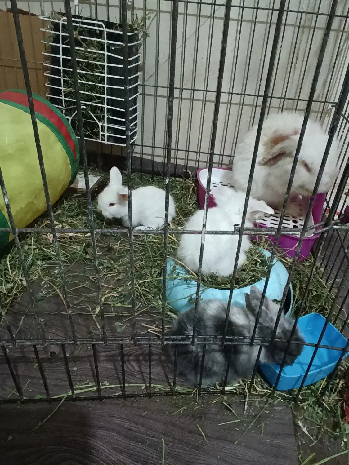 خرگوش لپ اصل|موش و خرگوش|قزوین, |دیوار