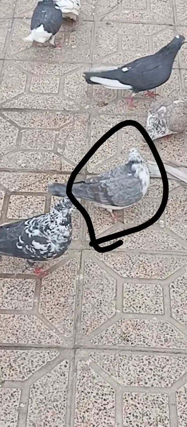 سوسکی ماده رفتنی|حیوانات|ارومیه, |دیوار