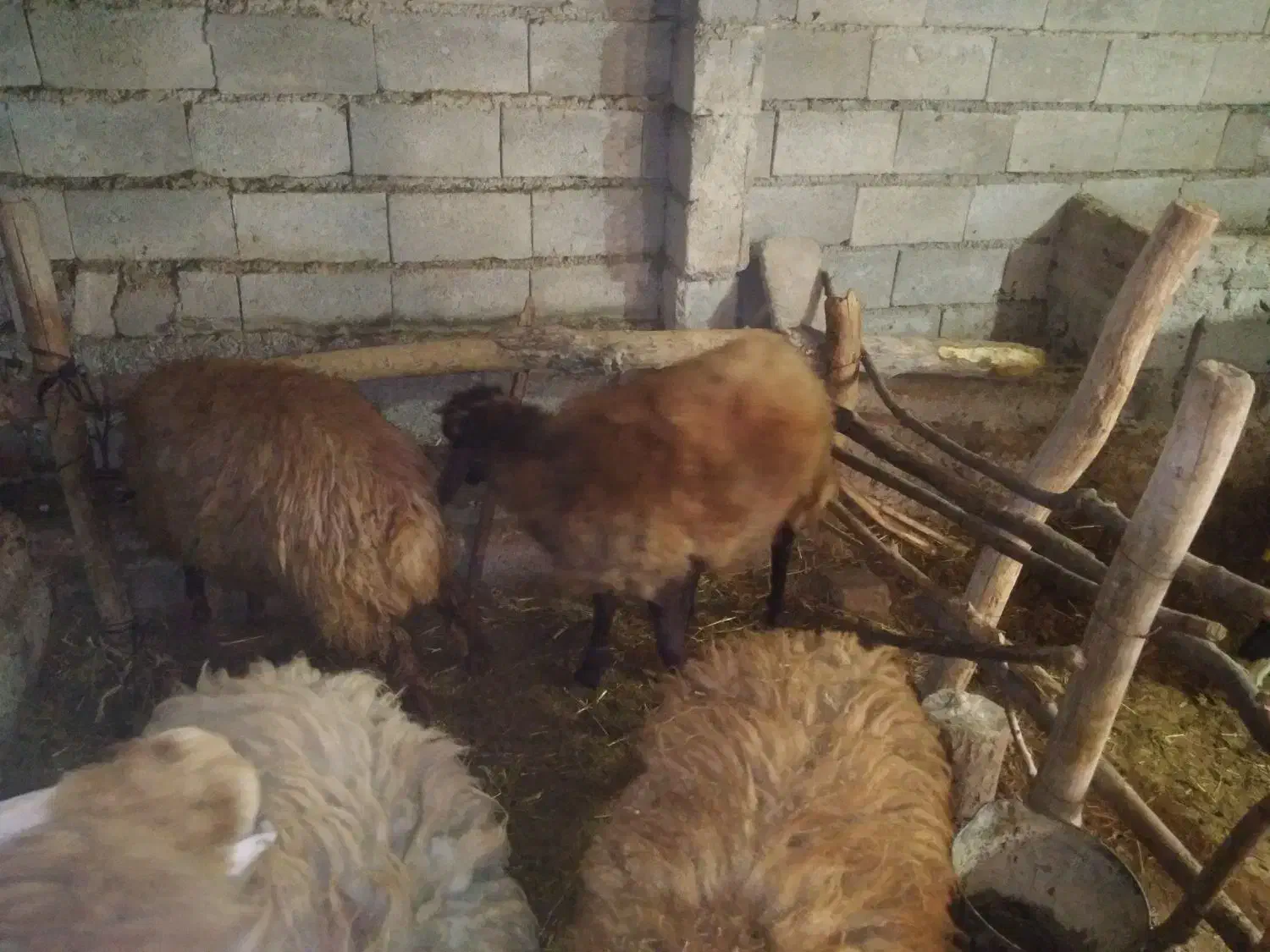 گوسفند نر جوان|حیوانات مزرعه|عنبران, |دیوار