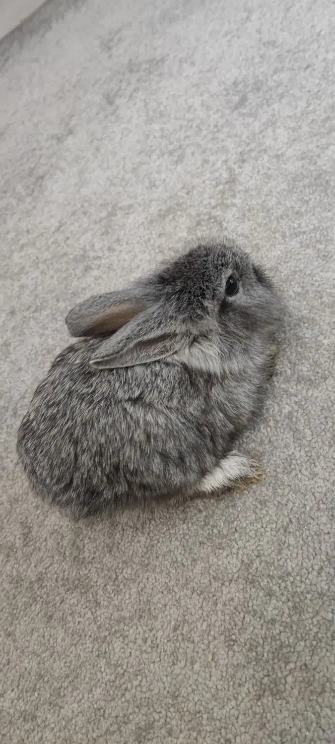 خرگوش لوپ بامزه (اهلی)|موش و خرگوش|تبریز, |دیوار