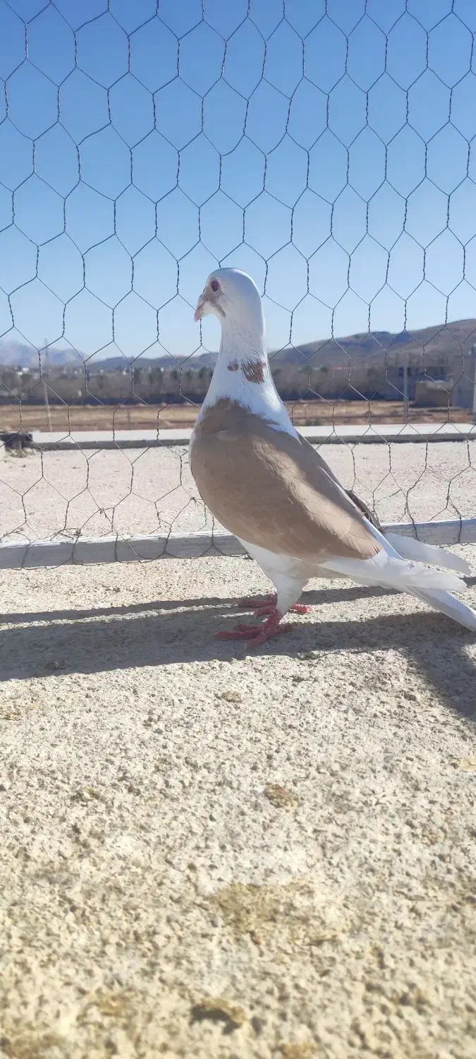 کفتر ابلق زرد|پرنده|شیراز, گویم|دیوار