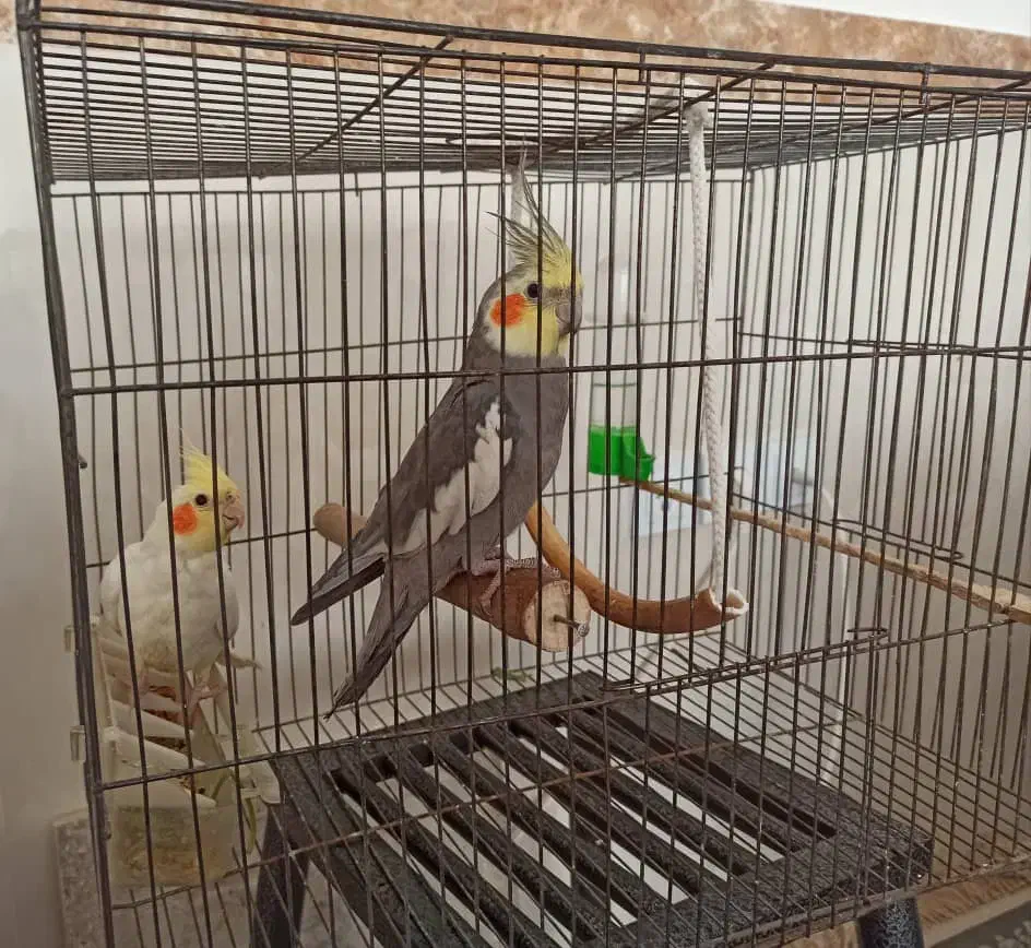 عروس هلندی نر و ماده|پرنده|کامیاران, |دیوار