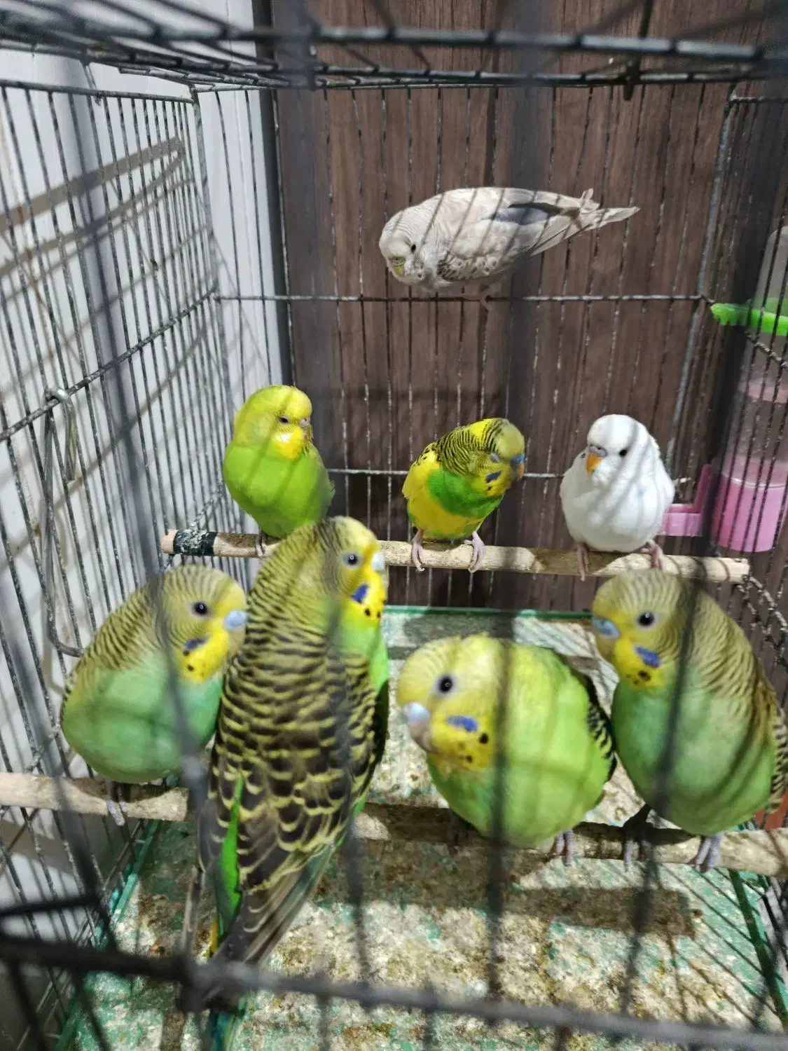 فروشی|پرنده|شیراز, کوشک میدان|دیوار