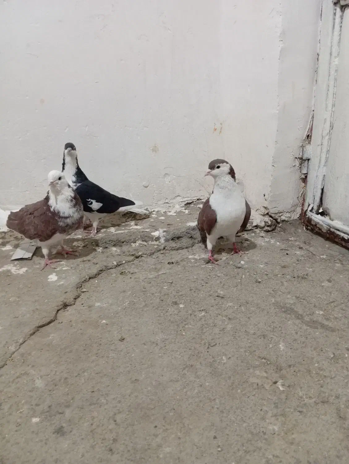 نر و ماده اصفهانی|پرنده|بروجرد, |دیوار