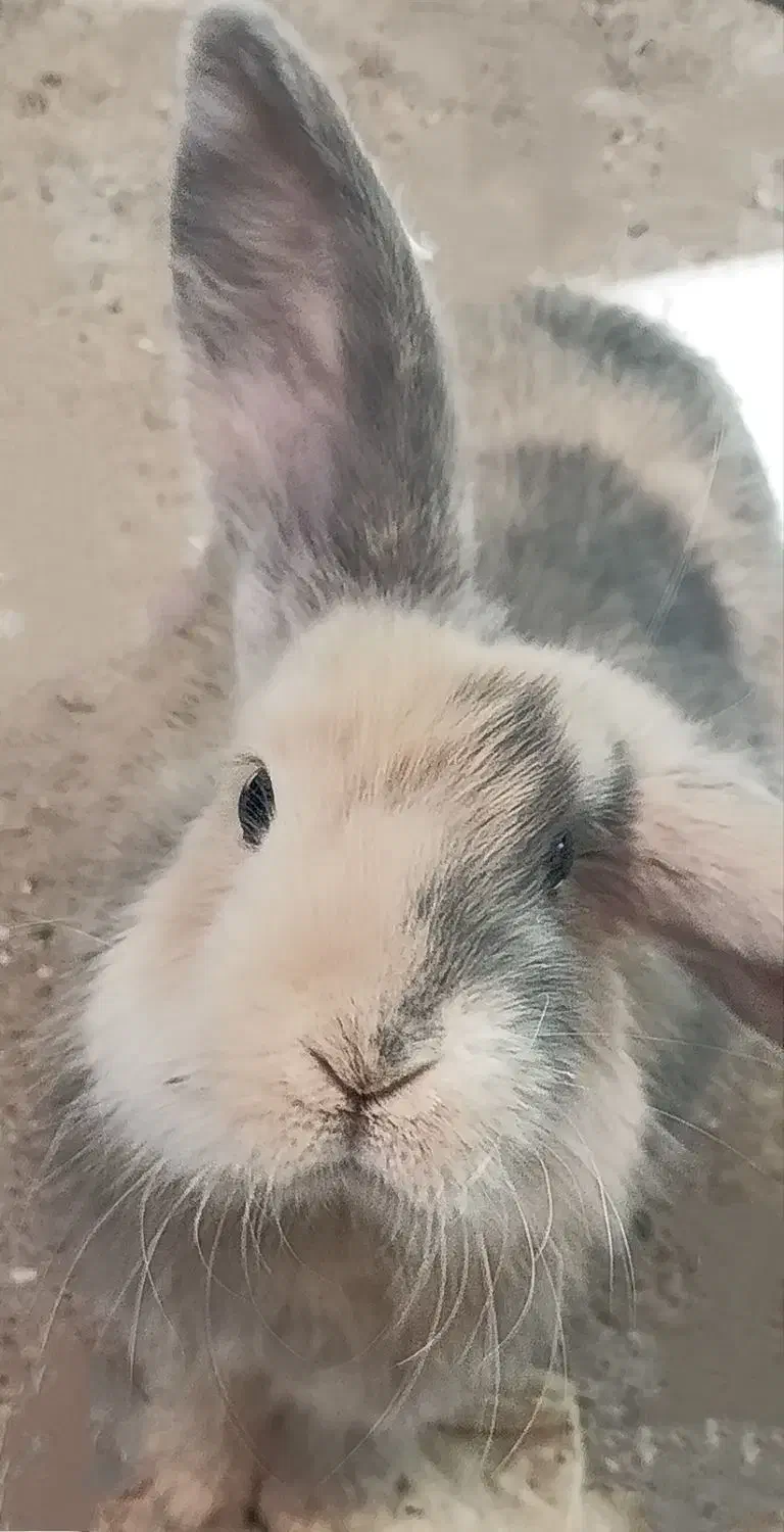 کروشک|موش و خرگوش|مهاباد (آذربایجان غربی), |دیوار