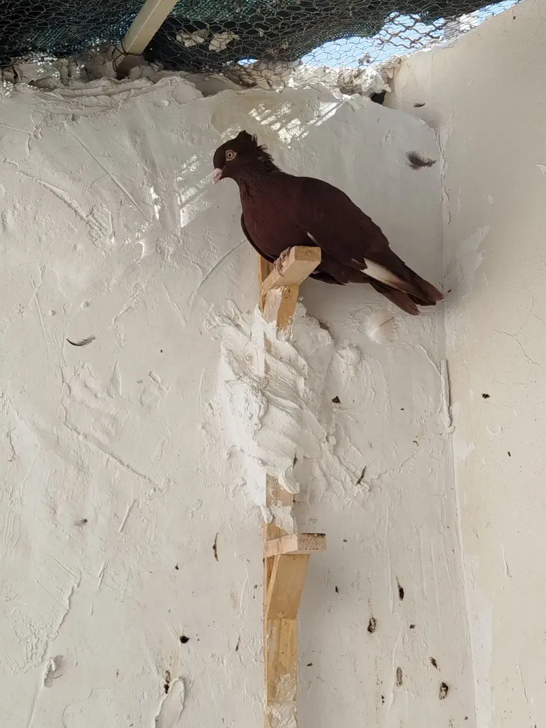 30عدد جوجه سینه سیاه و سینه سرخ|پرنده|اوز, |دیوار