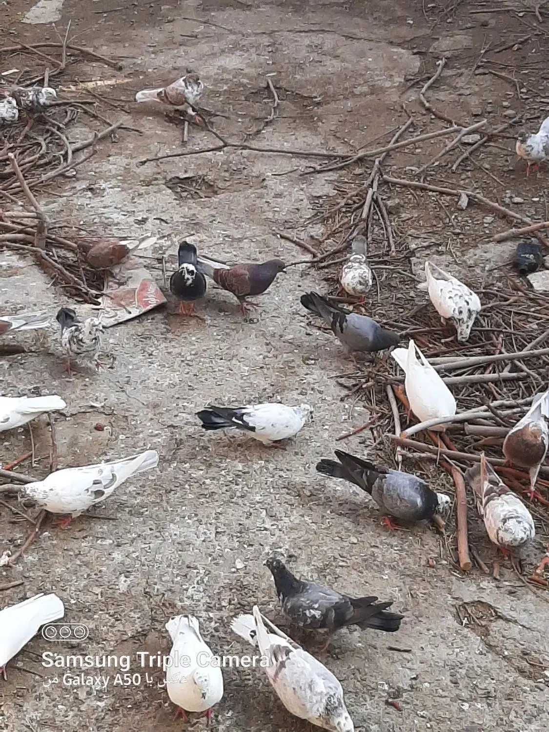 فروش تمام کبوتر ها یک جا|پرنده|نقده, |دیوار