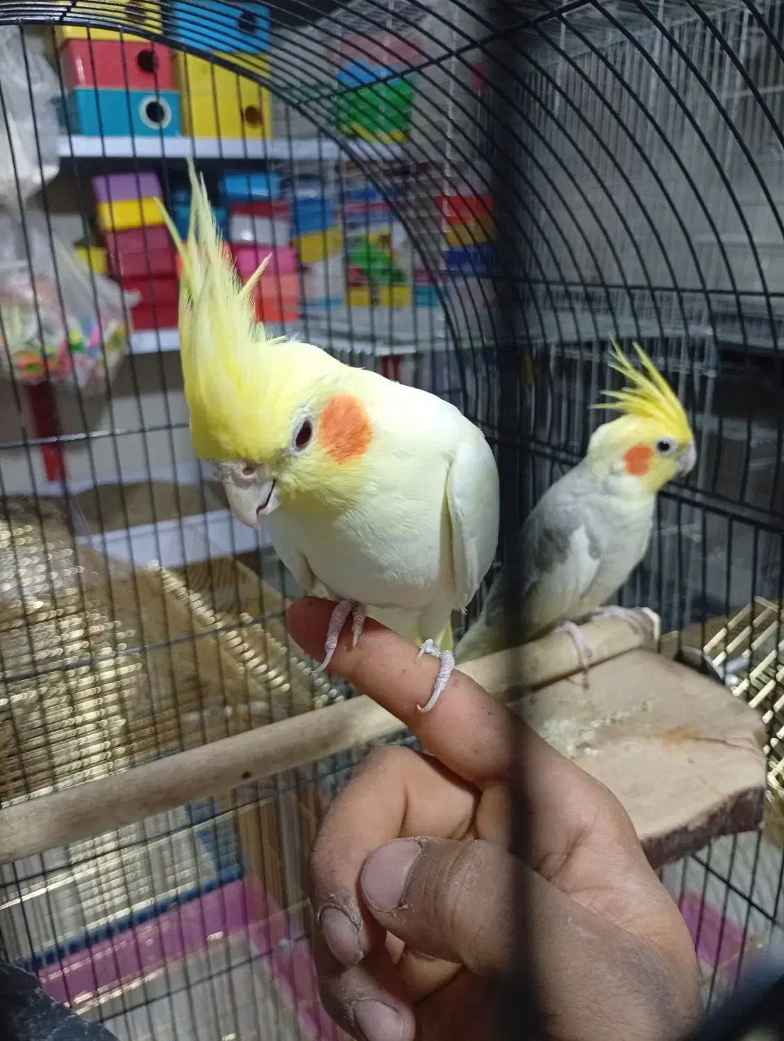 انواع پرنده|پرنده|خرم‌آباد, |دیوار