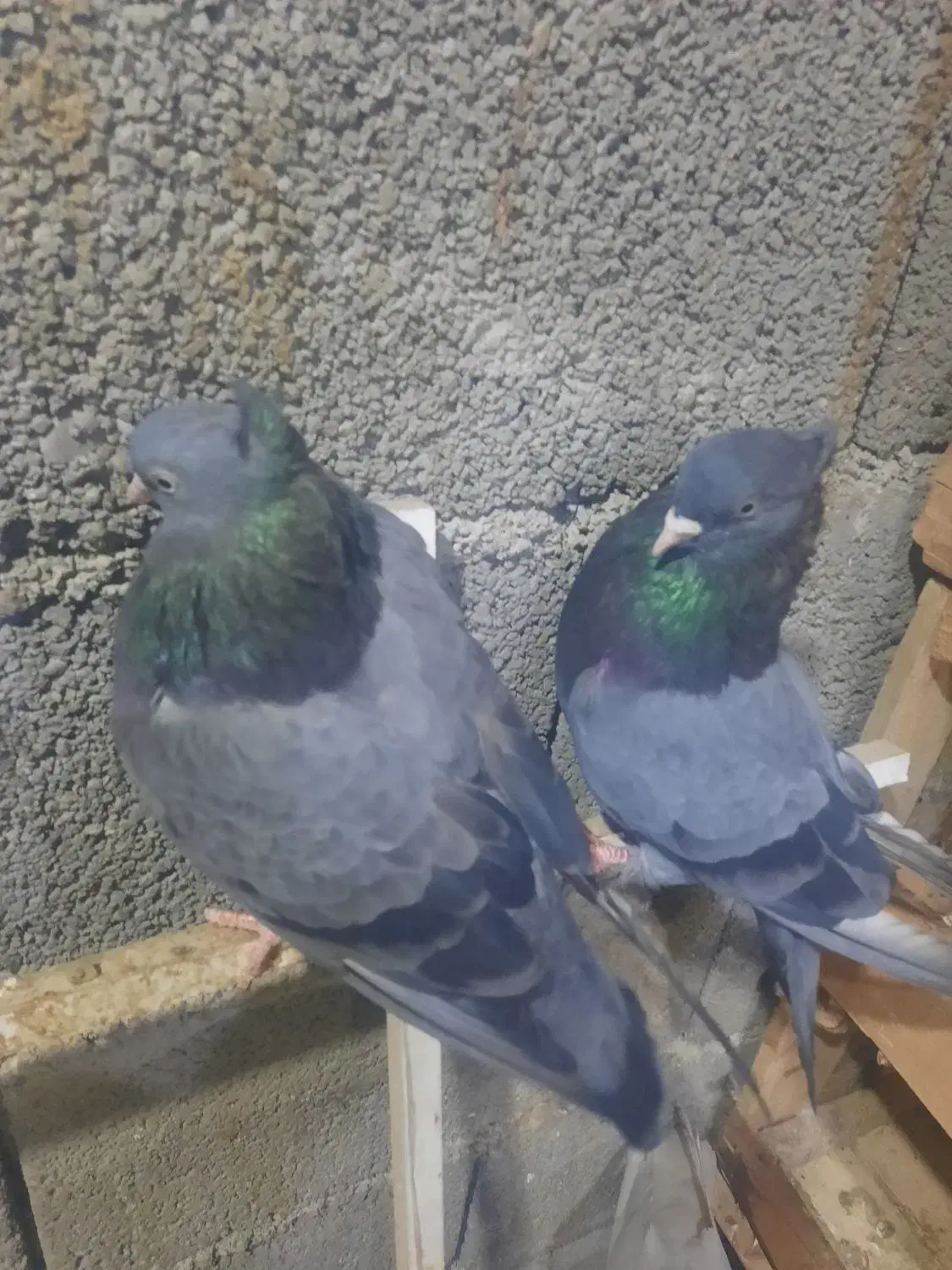 سبز دوخط آبادانی|پرنده|بندر ماهشهر, |دیوار