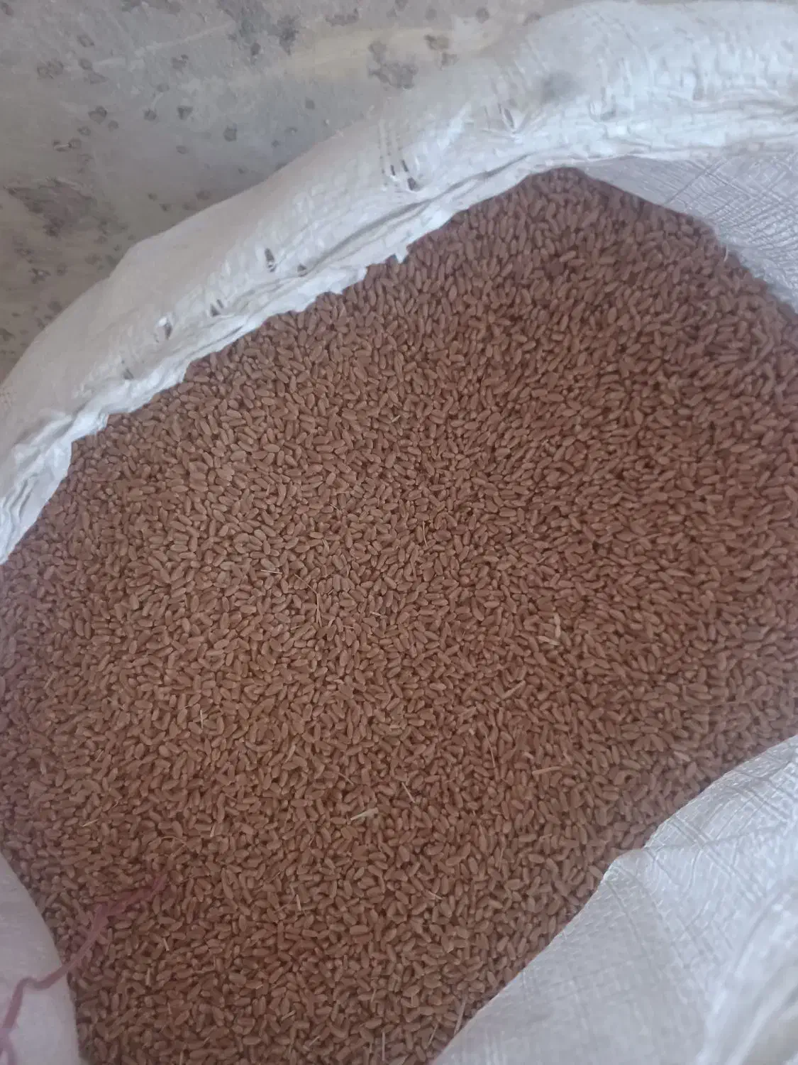 بذز گندم درجه یک|خدمات باغبانی و درختکاری|مانه, |دیوار