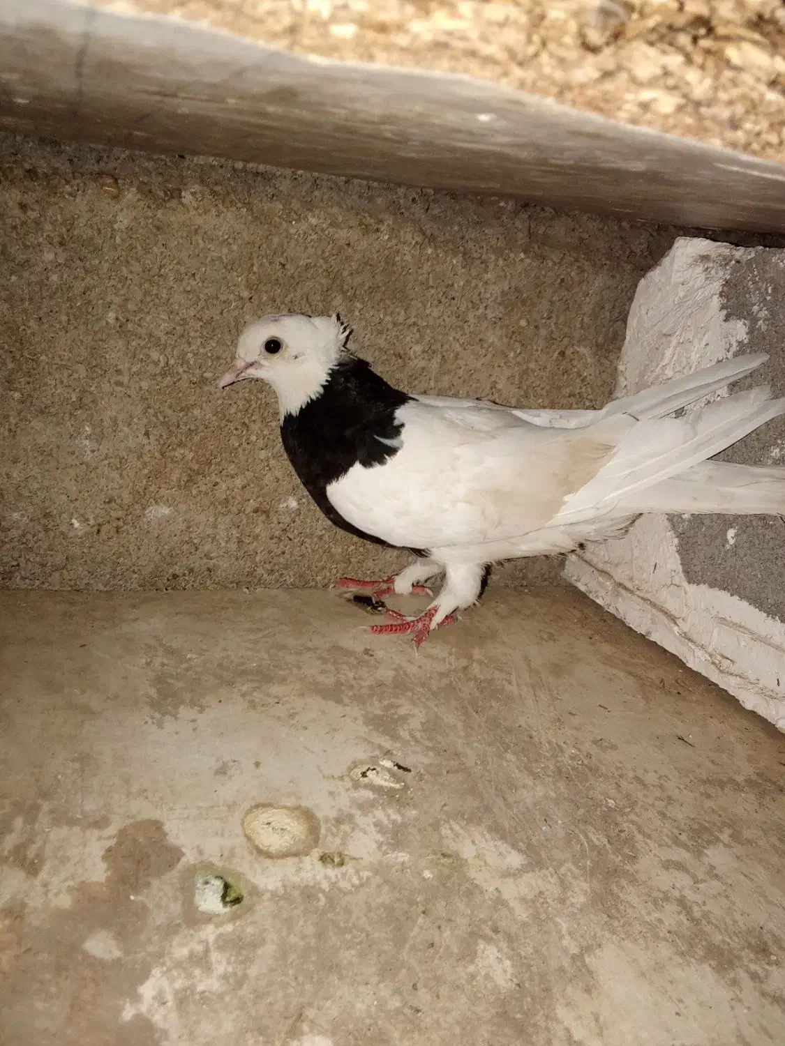 کبوتر خوب|پرنده|گتوند, |دیوار