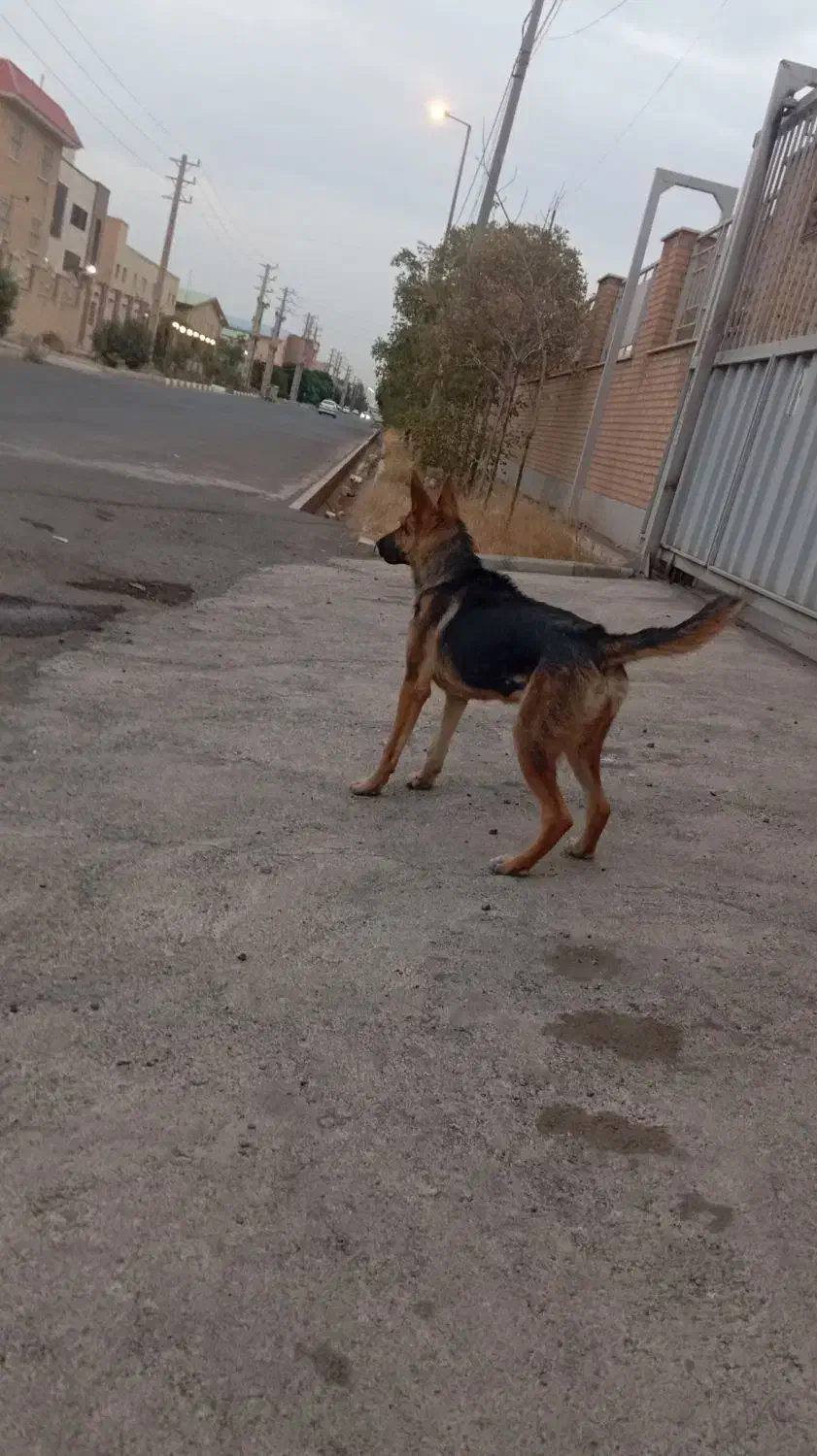 سگ ژرمن یک ساله|سگ|رباط‌کریم, شهرک صنعتی پرند|دیوار