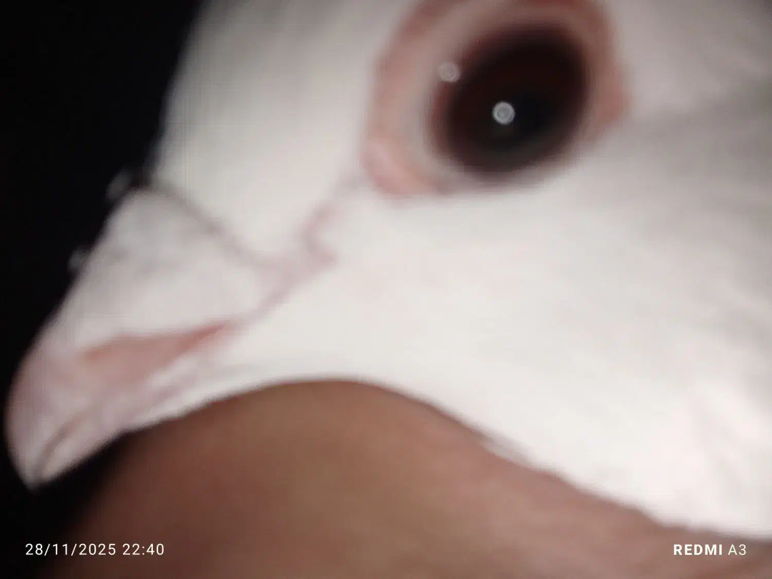 ساعت مچی|ساعت|زابل, |دیوار