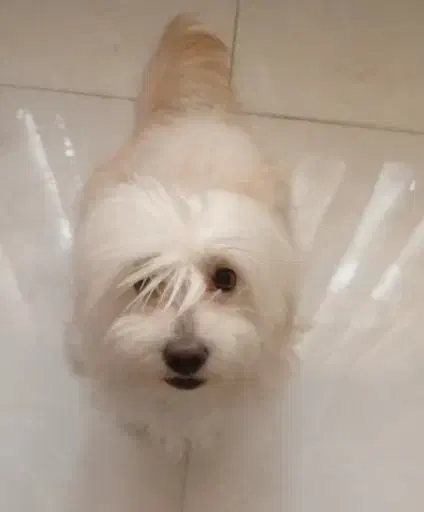 سگ شیتزو|سگ|بندر ماهشهر, |دیوار