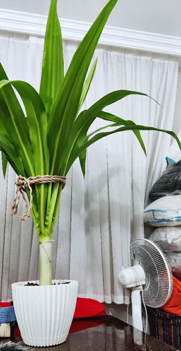 گل اشک ملکه پیکربزرگ شاداب معاوضه پرنده ملنگو عروس|گل و گیاه طبیعی|اصفهان, پزوه|دیوار