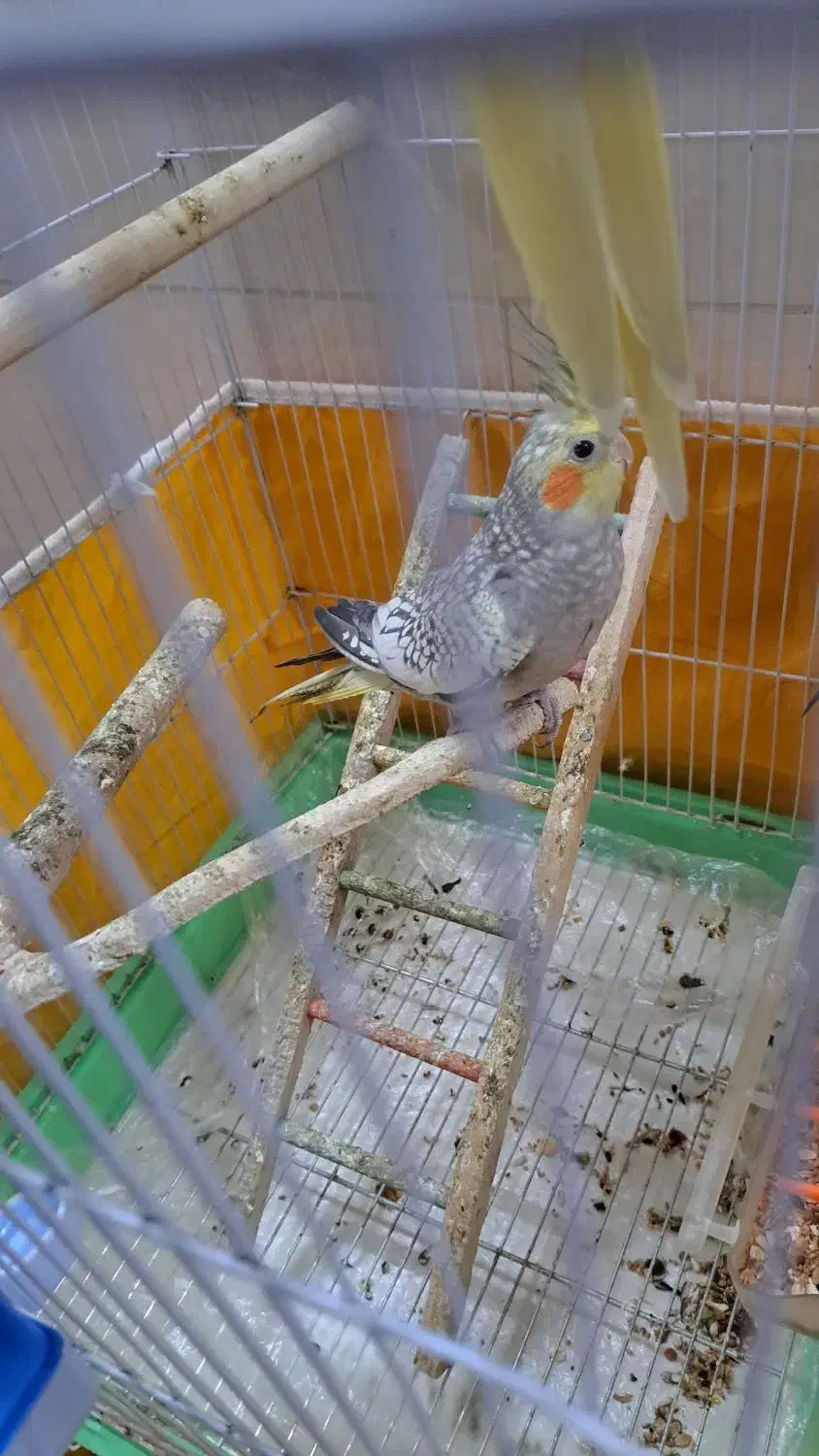 دو عدد عروس هلندی حدودا ۴ ماهه|پرنده|خمینی‌شهر, |دیوار