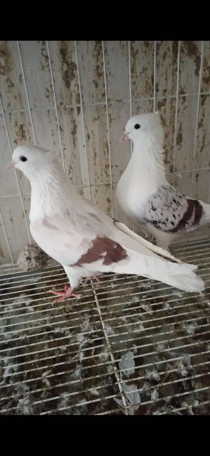 کبوتر رنگی|پرنده|مهر, |دیوار