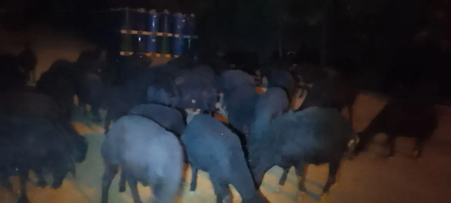 گوسفندجوان‌قره‌قزل|حیوانات مزرعه|شاهین دژ, |دیوار